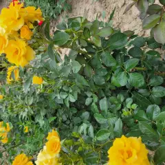 Rosier Gold Cottage® Dicentice - Rosiers arbustifs