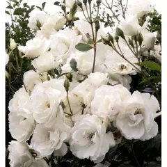 Rosier ICEBERG GPT - Rosiers grimpants
