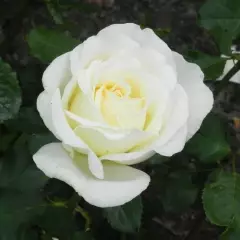 Rosier Irina Bondarenko® Tan 07117 - Rosiers à grandes fleurs
