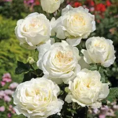 Rosier Irina Bondarenko® Tan 07117 - Rosiers à grandes fleurs