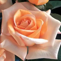 Rosier Jolie Mome® Fryxotic - Rosiers à grandes fleurs