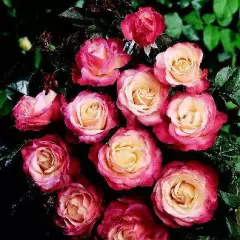 Rosier La Garçonne ® Taneiglat - Rosiers à grandes fleurs