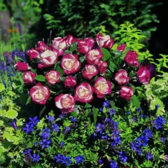Rosier La Garçonne ® Taneiglat - Rosiers à grandes fleurs