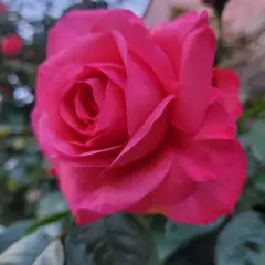 Rosier La Vanoise® Korhokhel - Rosiers grimpants