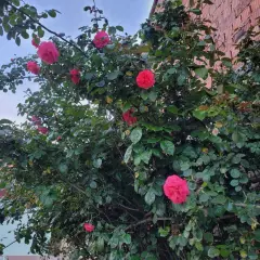Rosier La Vanoise® Korhokhel - Rosiers grimpants