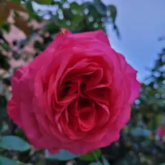 Rosier La Vanoise® Korhokhel - Rosiers grimpants