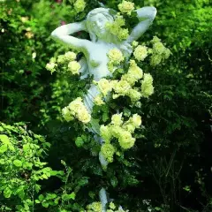 Rosier l’Alcazar® Tanefle - Rosiers grimpants