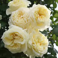 Rosier l’Alcazar® Tanefle - Rosiers grimpants
