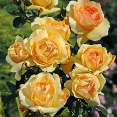 Rosier Mythique® Tan 04603 - Rosiers à massifs