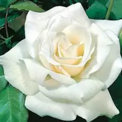 Rosier Pascali - Rosiers à grandes fleurs