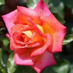 Rosier Picadilly - Rosiers à grandes fleurs