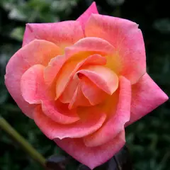 Rosier Picadilly - Rosiers à grandes fleurs