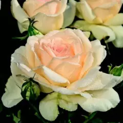 Rosier Sweet Love® Harmisty - Rosiers à grandes fleurs
