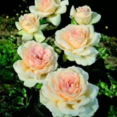 Rosier Sweet Love® Harmisty - Rosiers à grandes fleurs