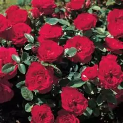 Rosier Tilt Symphonie ® Meivraivou - Rosiers nains