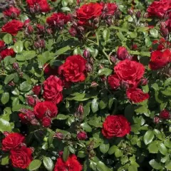 Rosier Tilt Symphonie ® Meivraivou - Rosiers nains