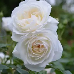 Rosier Pleureur 140 CM ICEBERG - Rosiers tiges et pleureurs
