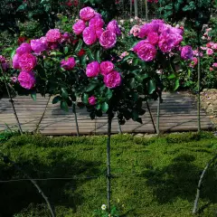 Rosier TIGE 100 cm LEONARD DE VINCI ® Meideauri - Rosiers tiges et pleureurs