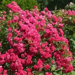 Rosier Pleureur 140 cm SUPER EXCELSA - Rosiers tiges et pleureurs
