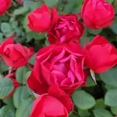 Rosier Cherry BONICA® Meipeporia - Rosiers arbustifs