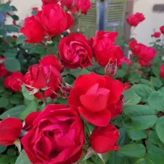 Rosier Cherry BONICA® Meipeporia - Rosiers arbustifs