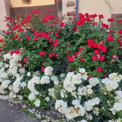 Rosier Cherry BONICA® Meipeporia - Rosiers arbustifs