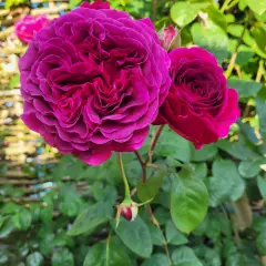 Rosier Purple Lodge® Ora2437 - Rosiers arbustifs