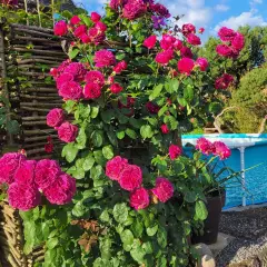 Rosier Purple Lodge® Ora2437 - Rosiers arbustifs