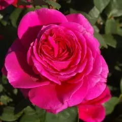 Rosier Stebigpu synonyme Nuit d'Orient - Rosiers à grandes fleurs