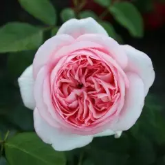 Rosier Bobino® Tan04608 - Rosiers à grandes fleurs