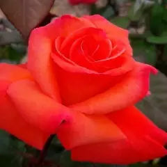 Rosier CHRISTOPHE COLOMB® Meironsse - Rosiers à grandes fleurs