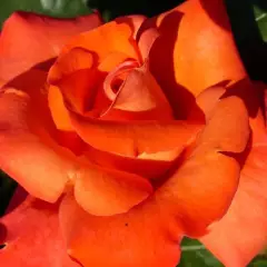 Rosier CHRISTOPHE COLOMB® Meironsse - Rosiers à grandes fleurs