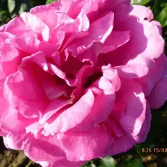 Rosier Yves Piaget® Keitsupiatsu - Rosiers grimpants