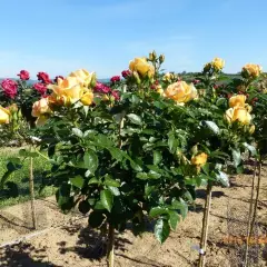 Rosier TIGE 100 cm MYTHIQUE ® Tan 04603 - Rosiers tiges et pleureurs