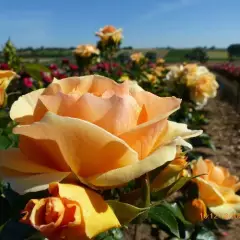Rosier TIGE 100 cm MYTHIQUE ® Tan 04603 - Rosiers tiges et pleureurs