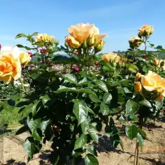 Rosier TIGE 100 cm MYTHIQUE ® Tan 04603 - Rosiers tiges et pleureurs