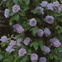 Rosier Peksisar synonyme Sissi CLG - Rosiers grimpants