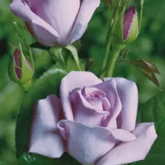 Rosier Peksisar synonyme Sissi CLG - Rosiers grimpants