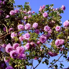 Rosier Peksisar synonyme Sissi CLG - Rosiers grimpants