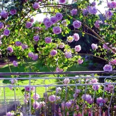 Rosier Peksisar synonyme Sissi CLG - Rosiers grimpants