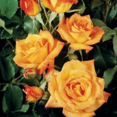 Rosier Pleureur 140 cm SAHARA ® Tanarasah - Rosiers tiges et pleureurs