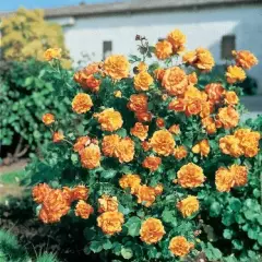 Rosier Pleureur 140 cm SAHARA ® Tanarasah - Rosiers tiges et pleureurs
