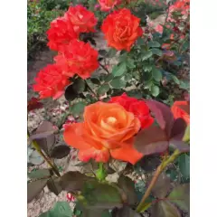Rosier Ruico synonyme Fresco - Rosiers à massifs