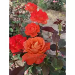Rosier Ruico synonyme Fresco - Rosiers à massifs