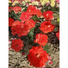 Rosier Ruico synonyme Fresco - Rosiers à massifs