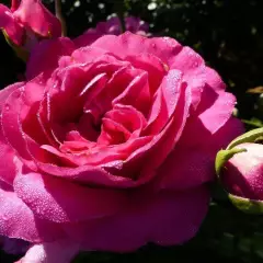 Rosier MANOU MEILLAND® Meitulimon - Rosiers à massifs