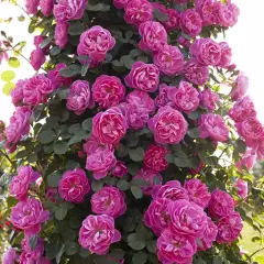 Rosier Allegro® Meileodevin - Rosiers grimpants