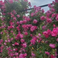 Rosier Allegro® Meileodevin - Rosiers grimpants