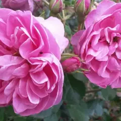 Rosier Allegro® Meileodevin - Rosiers grimpants