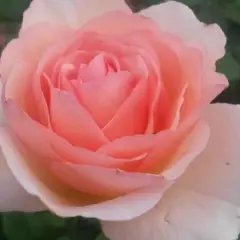 Rosier Princesse Charlène De Monaco® Meidysouk - Rosiers à grandes fleurs